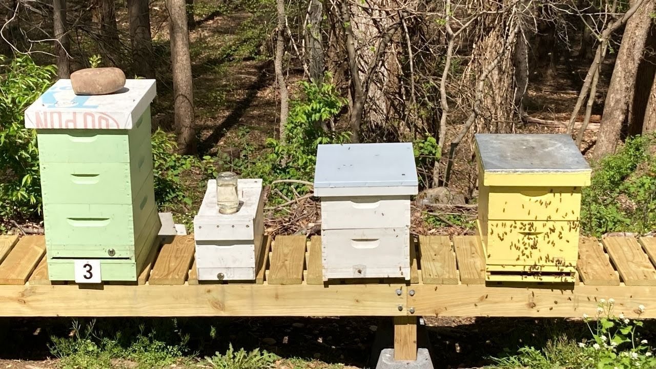 New Hive Inspection - 20 April 2022 | Urban Beekeeping
