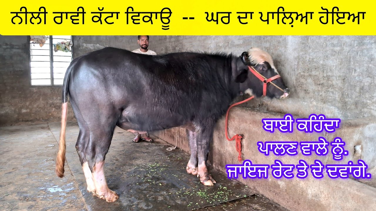 ਘਰ ਦਾ ਪਾਲ਼ਿਆ ਹੋਇਆ ਨੀਲੀ ਰਾਵੀ ਕੱਟਾ ਵਿਕਾਊ  70094-06987  niliravi bull sale home breed. 