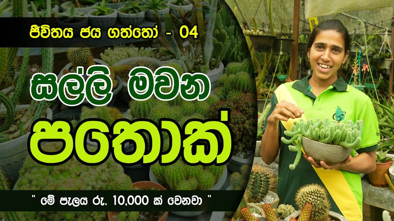 සල්ලි මවන පතොක් / Cacti - A fountain of money / SUCCESS STORIES - 04