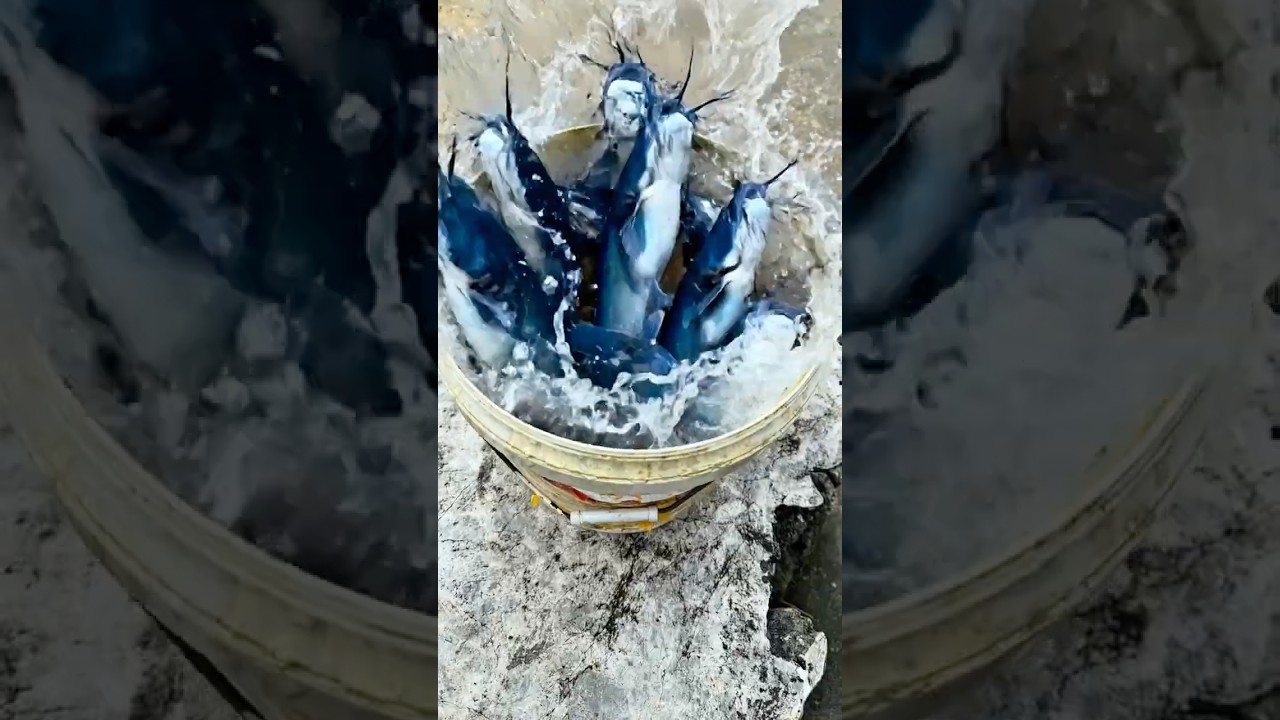 Water Turns Into Fish?! 🐟 Unbelievable Miracle! #miracle #fishstory