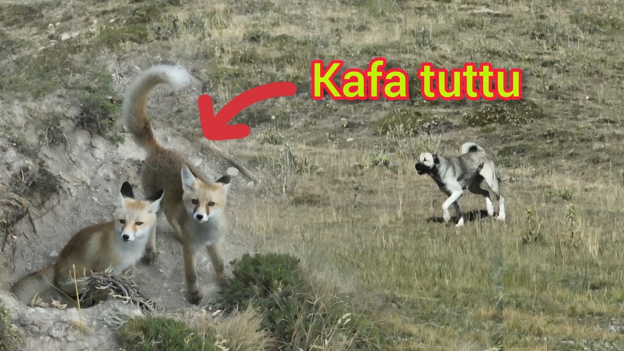 BİR YUVADAN 3 TİLKİ ÇIKTI ~TİLKİ RESMEN BARUT VE GÜMÜŞLE OYUN OYNADI