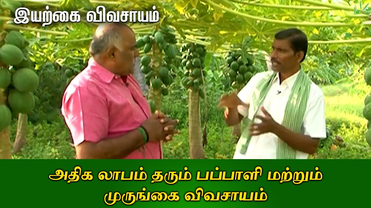 அதிக லாபம் தரும் பப்பாளி மற்றும் முருங்கை விவசாயம் | Organic Vivasayi