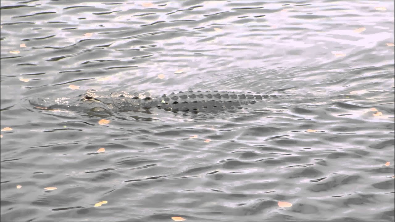 Hungry for You - Wacodahatchee Wetlands - West Palm Beach