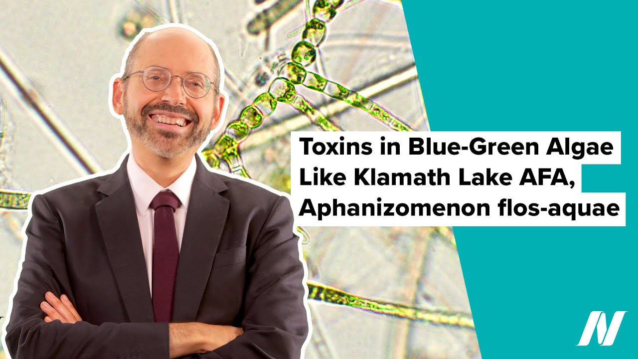 Токсины в сине-зеленых водорослях, типа AFA-афанизоменон флос-Акве в озере Кламат