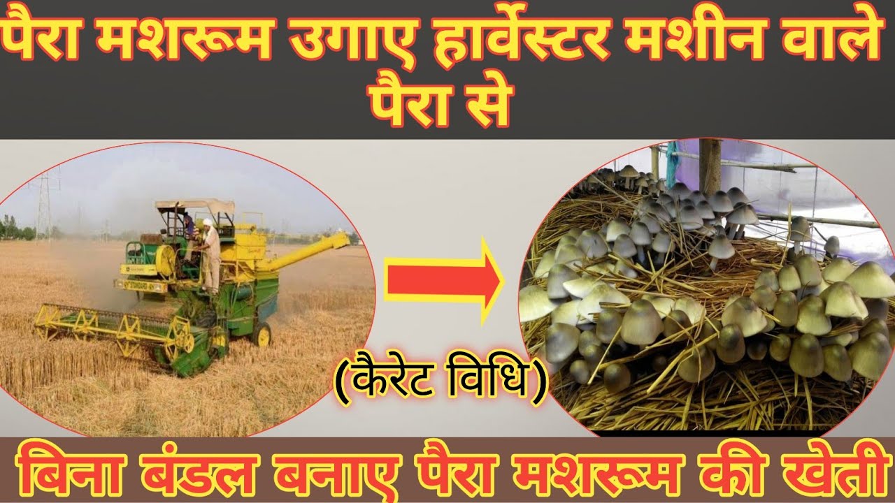 31. पैरा मशरूम उगाए हार्वेस्टर मशीन वाले पैरा से। Without Bundling Paddy Straw Mushroom Cultivation.