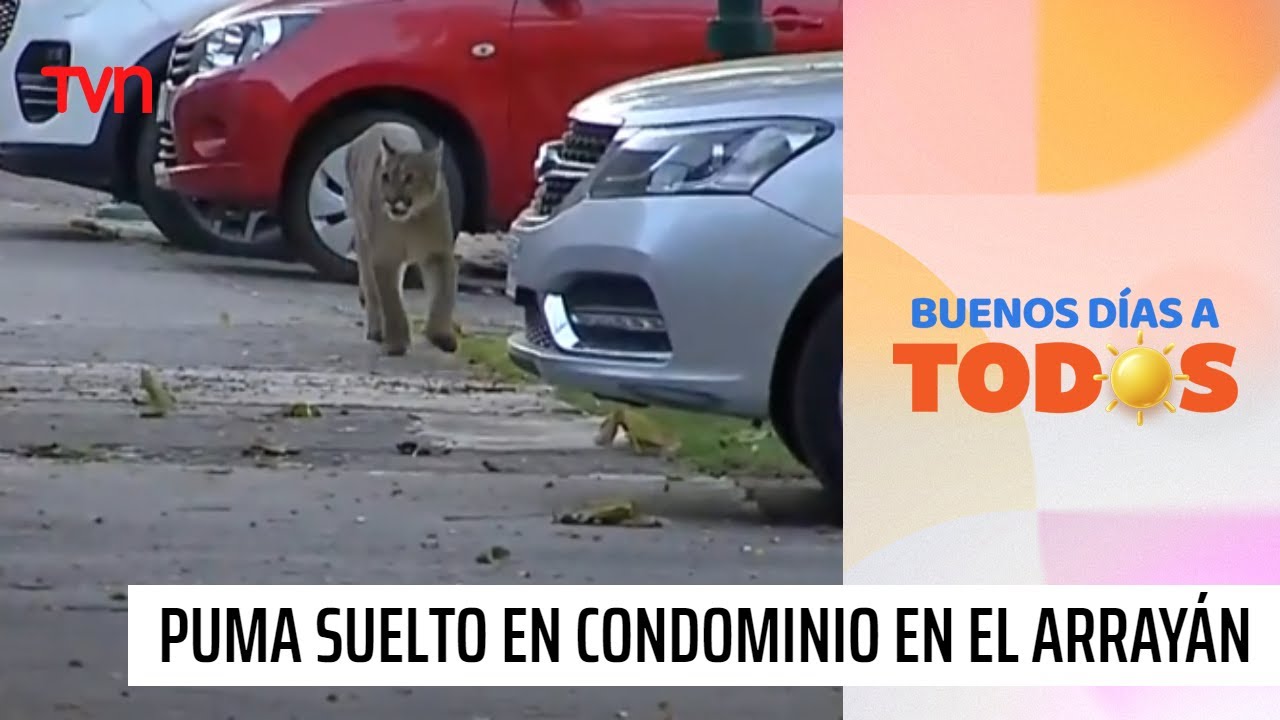 Preocupación por operativo para encontrar a puma suelto en condominio en El Arrayán | BDAT