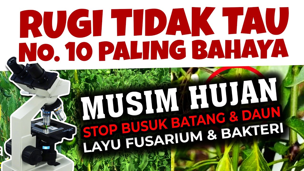 10 PENYEBAB BUSUK BATANG, PATEK, LAYU FUSARIUM & BAKTERI TANAMAN | Penyakit Tanaman | Fungisida