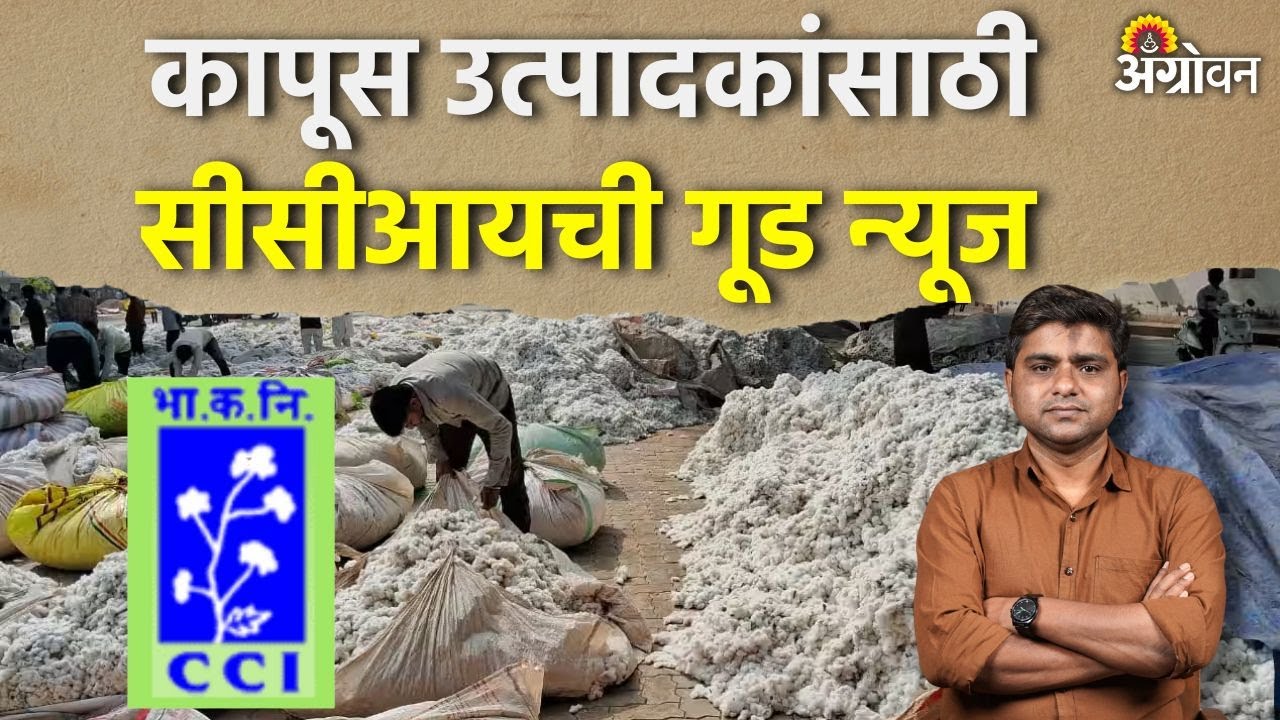 Cotton Rate: अडचणीतील कापूस उत्पादकांसाठी हा निर्णय फायद्याचा ठरेल का? | Agrowon