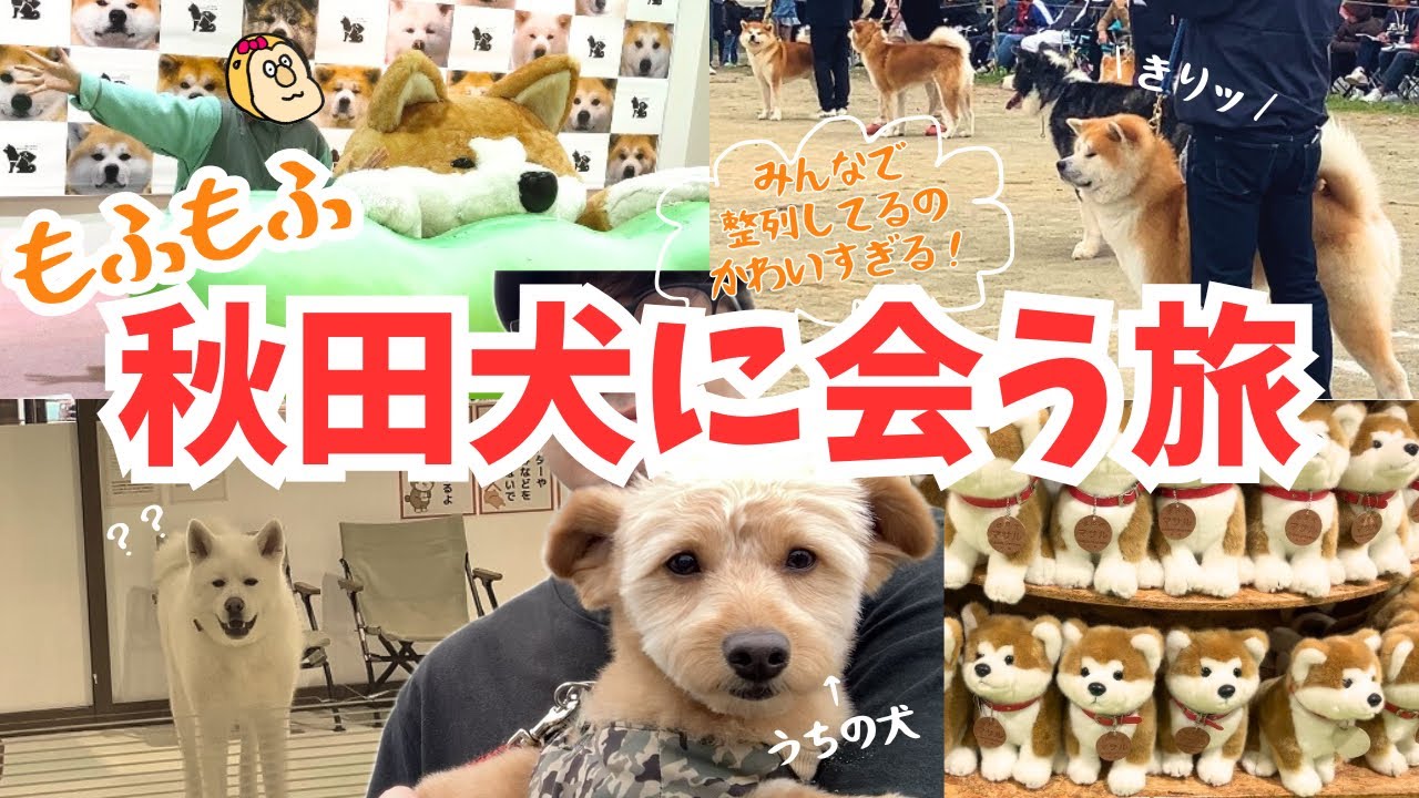 秋田犬づくしの大館市で日本一の秋田犬に会いに行く！【秋田犬の里】