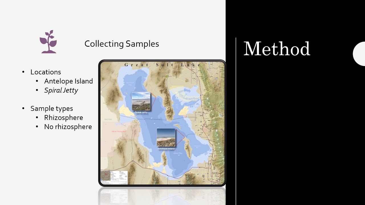 Haley Nate &ndash; Charakterystyka mikrobiom&oacute;w ryzosfery halofit&oacute;w w Wielkim Jeziorze Słonym w stanie Utah