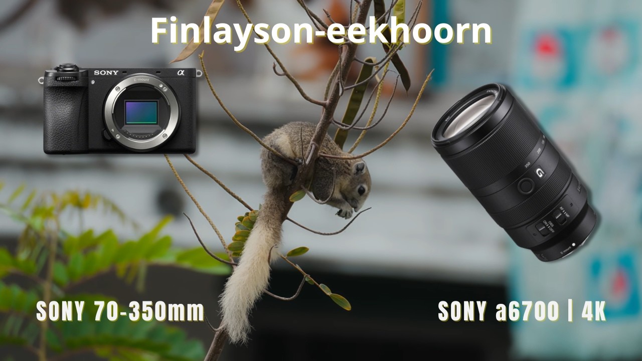 Finlayson-eekhoorn (Callosciurus finlaysonii) SHOT ON SONY A6700 & 70 - 350MM G OSS