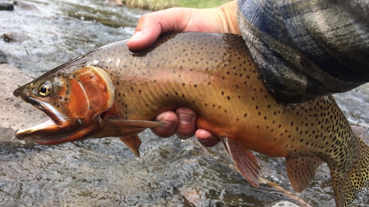 Chasing WILD Trout in the Mountains