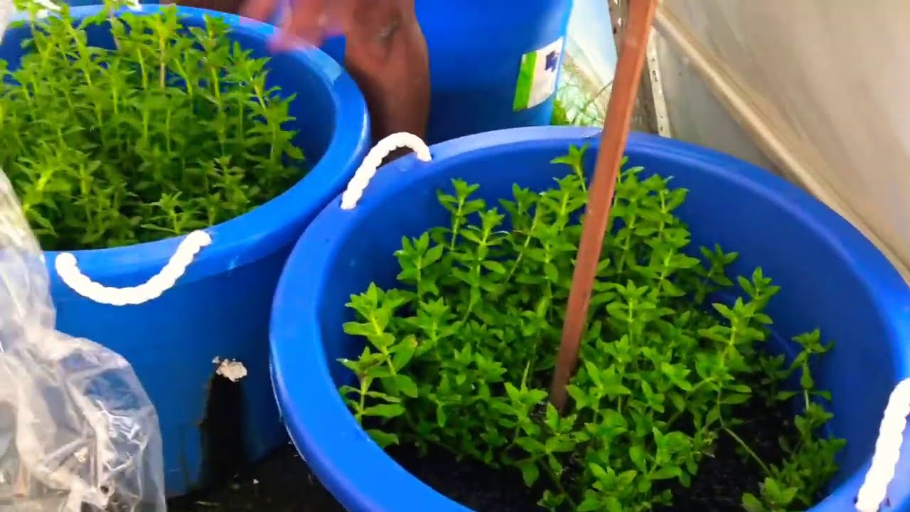 Cách Trồng Rau Ngò Om đạt hiệu quả nhất ✅