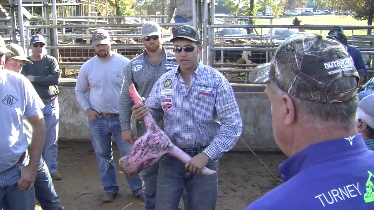 Steer Wrestling 101: Going to the Nose