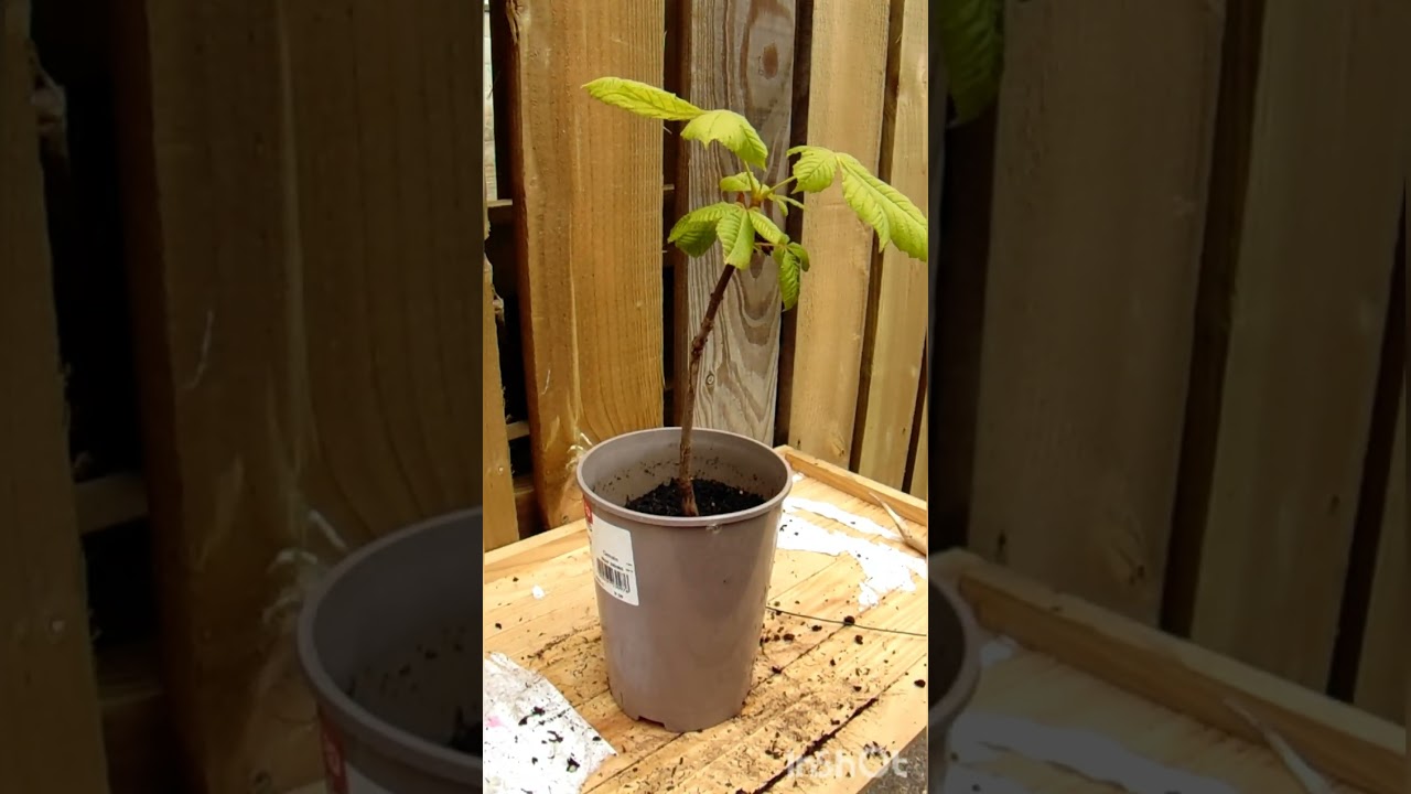 Wiring a pre bonsai conker tree  #bonsaiuk #bonsaiart  #shorts