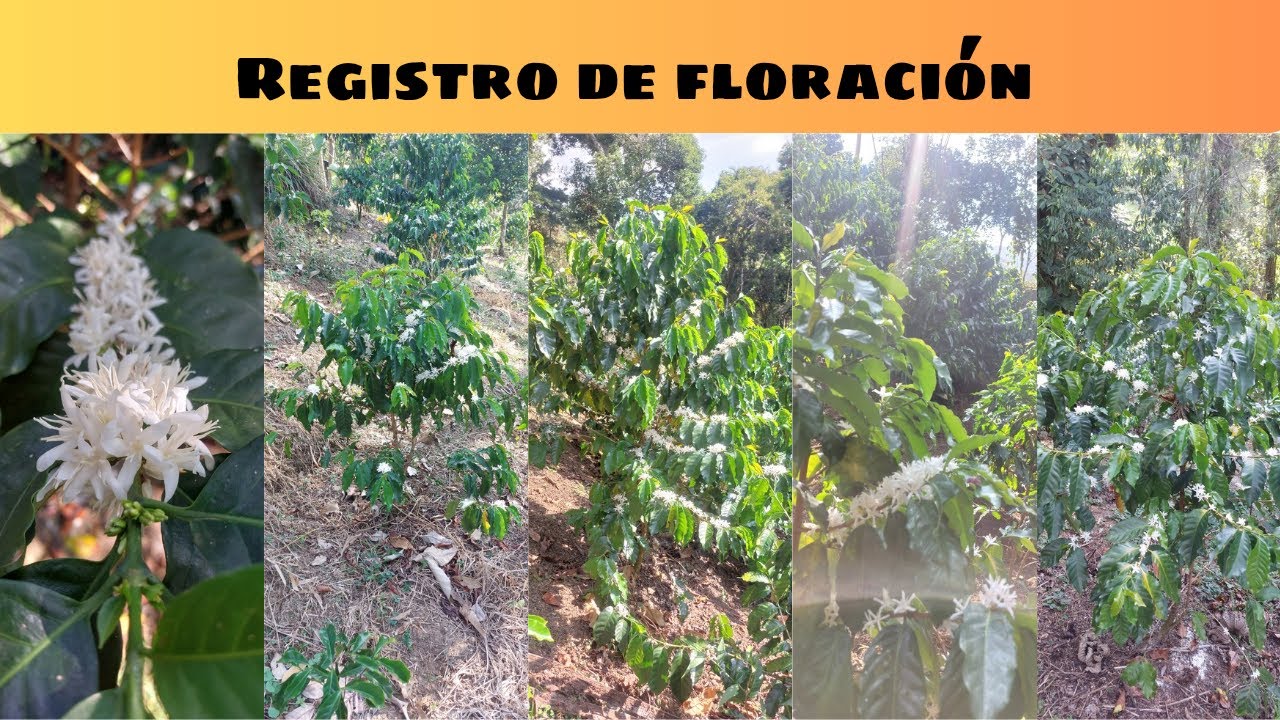 Cómo llevar un registro de floración para el cultivo de café