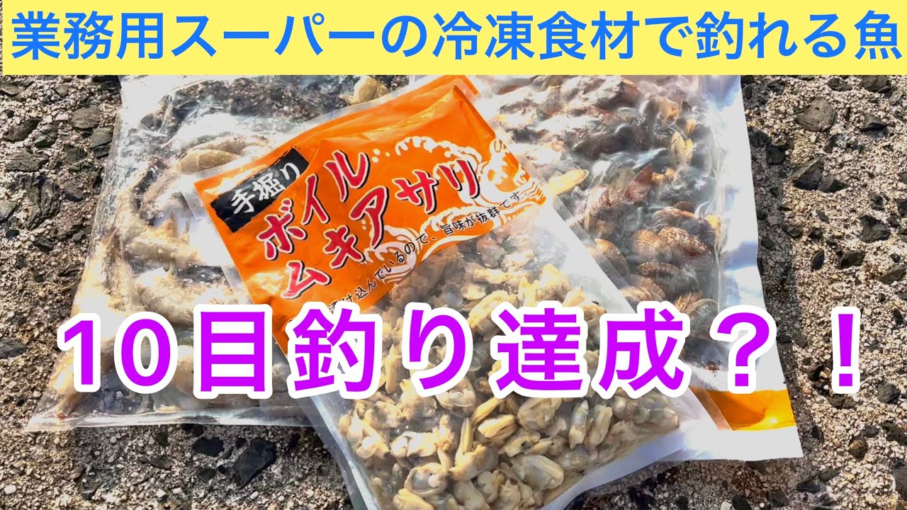 【業務用スーパー】アサリで石鯛や石垣鯛の石物は釣れるのか？！冷凍商品を餌にして魚釣りしたら色んな魚が釣れて驚きました☆11魚種☆
