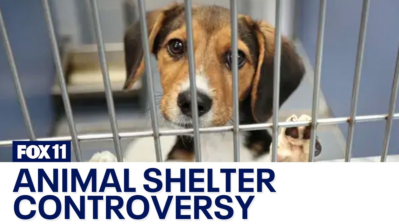 Volunteers claim Los Angeles animal shelters are euthanizing healthy dogs