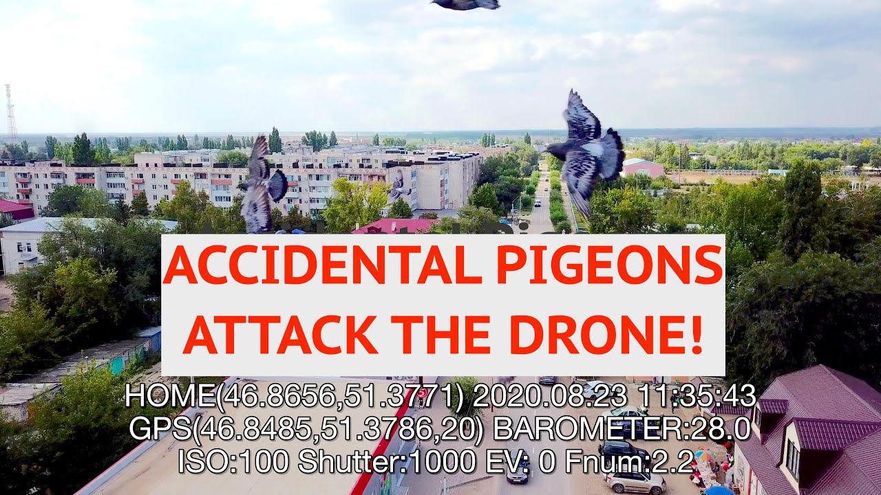[4K] ACCIDENTAL pigeons attack the DRONE! (Russian dronecam)
