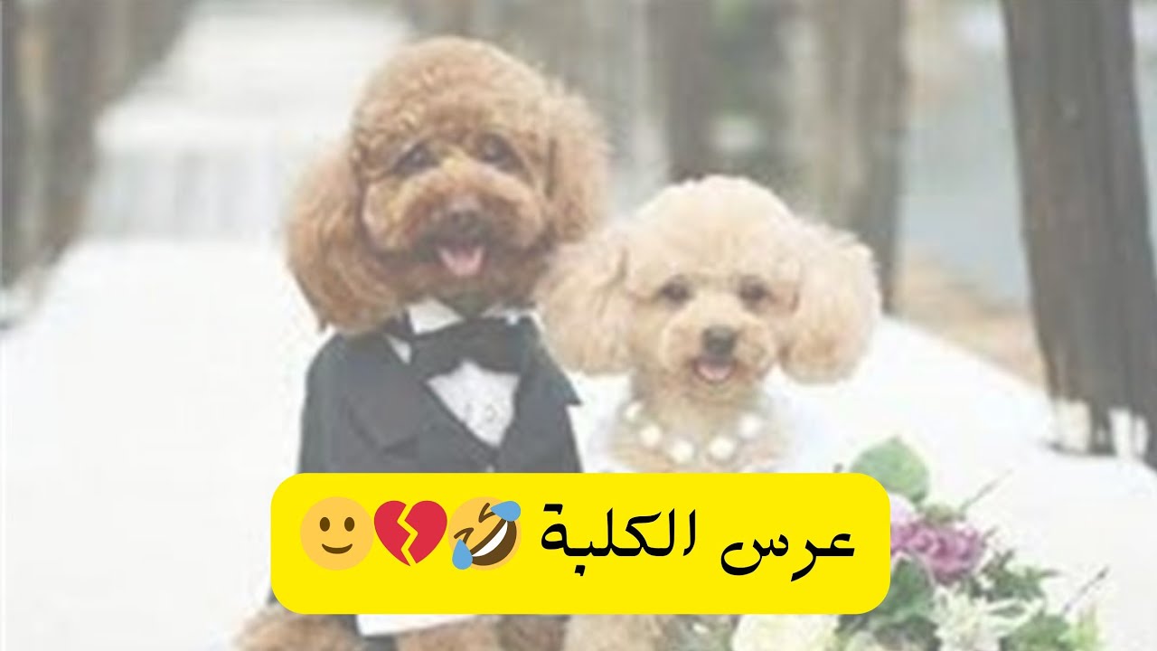 عرس الكلبة🤣💔🙂🐕