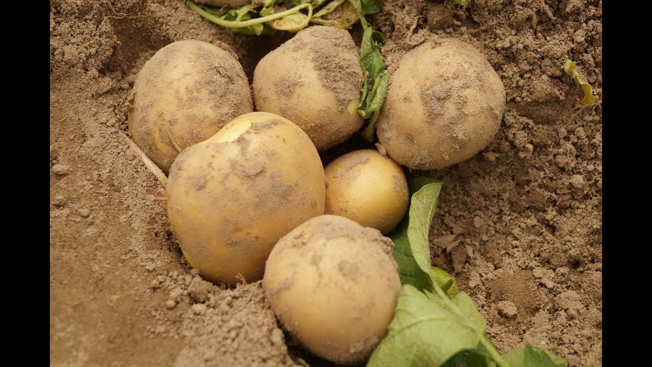 Ziemniaki - wyciśnij plon na MAXA cz.1.  - zapis z webinarium z dnia 1.02.2022