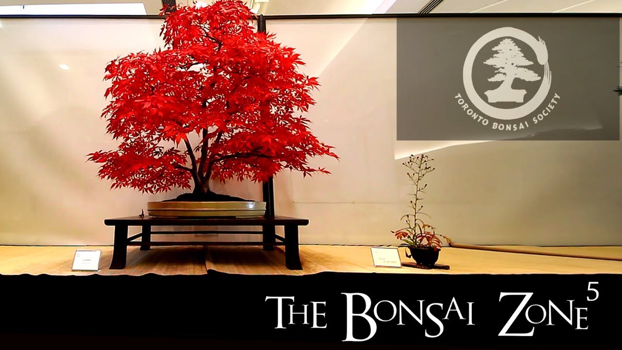 The Toronto Fall Bonsai Show, Oct 2018