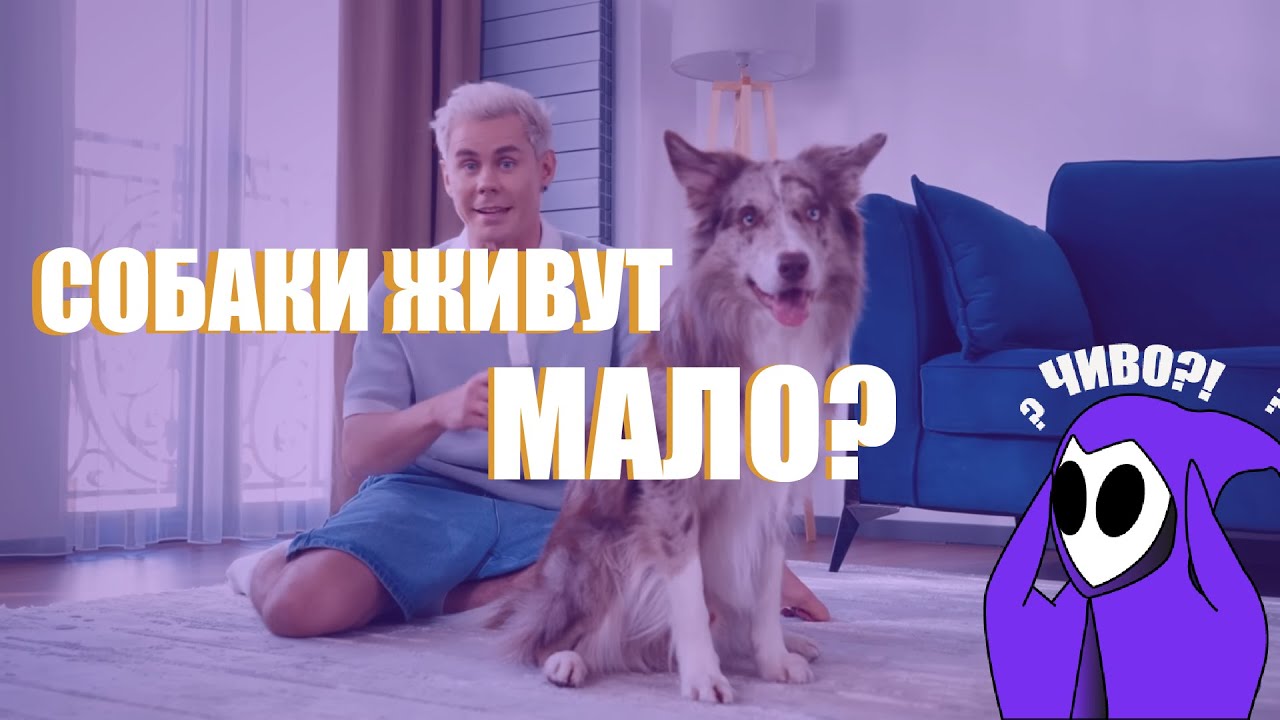 geekfreak смотрит - Почему СОБАКИ ЖИВУТ так МАЛО? 4 закона ДОЛГОЛЕТИЯ от @toplesofficial