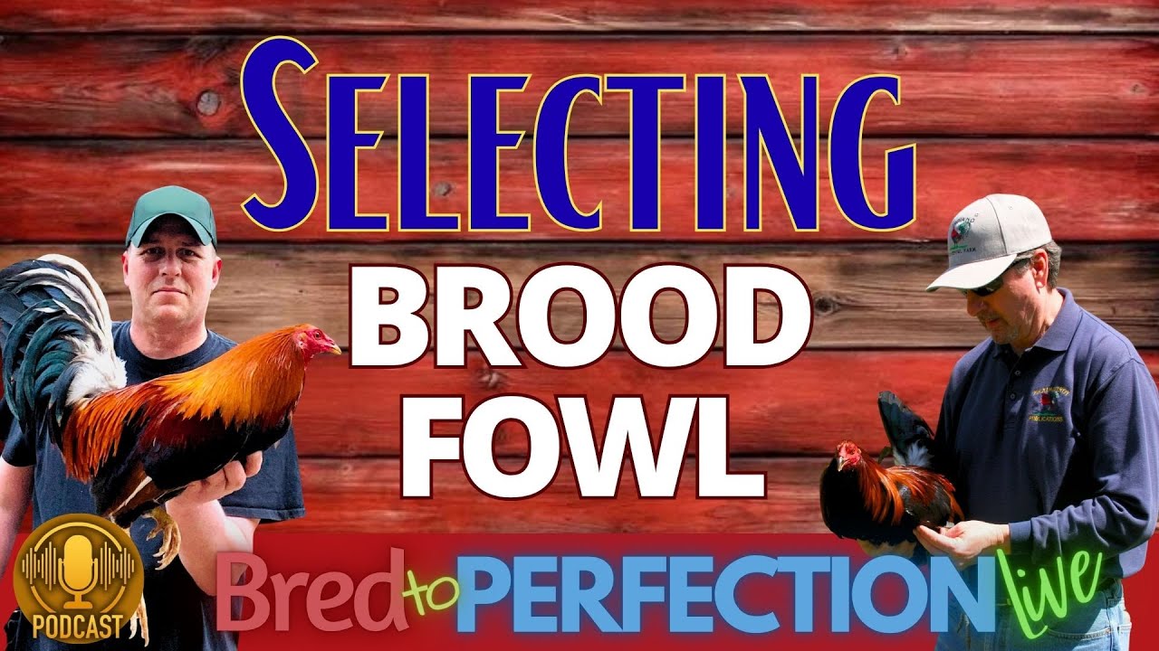 Ep182 &ndash; How to Select the Proper Brood Fowl: A Five Stage Process