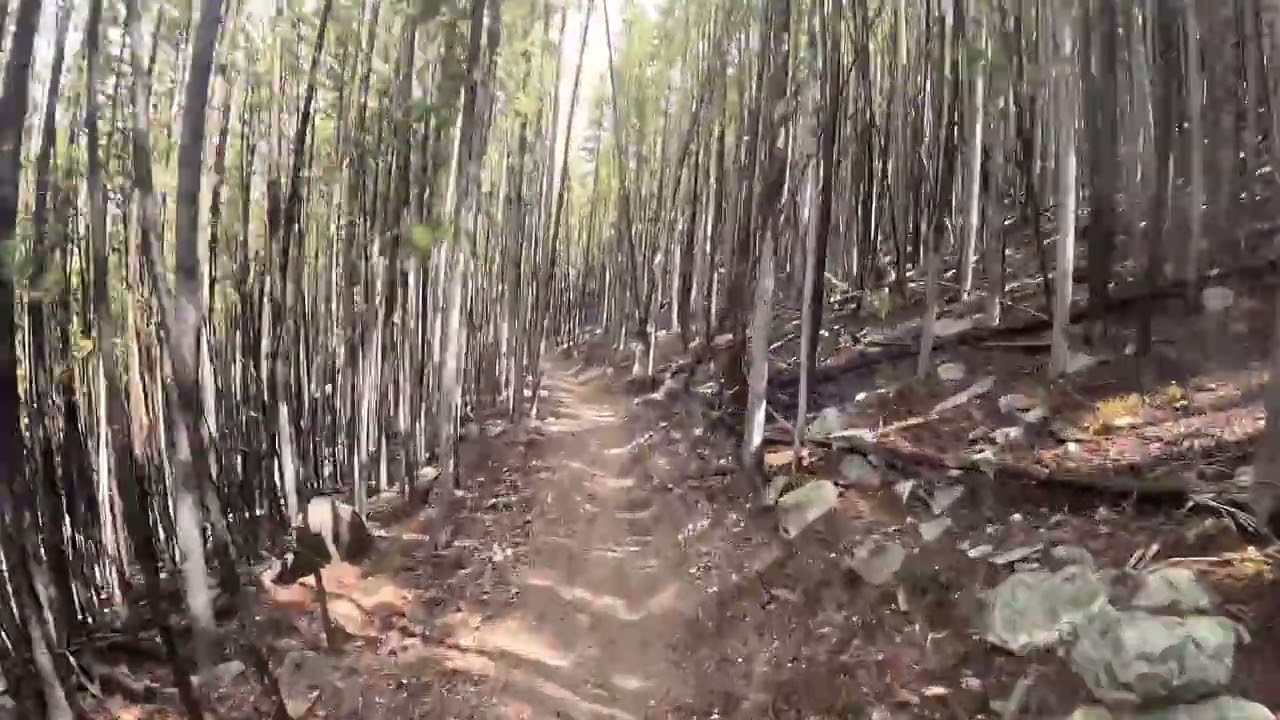 Forest Trail Ride in Colorado | Scenic Mountain Path