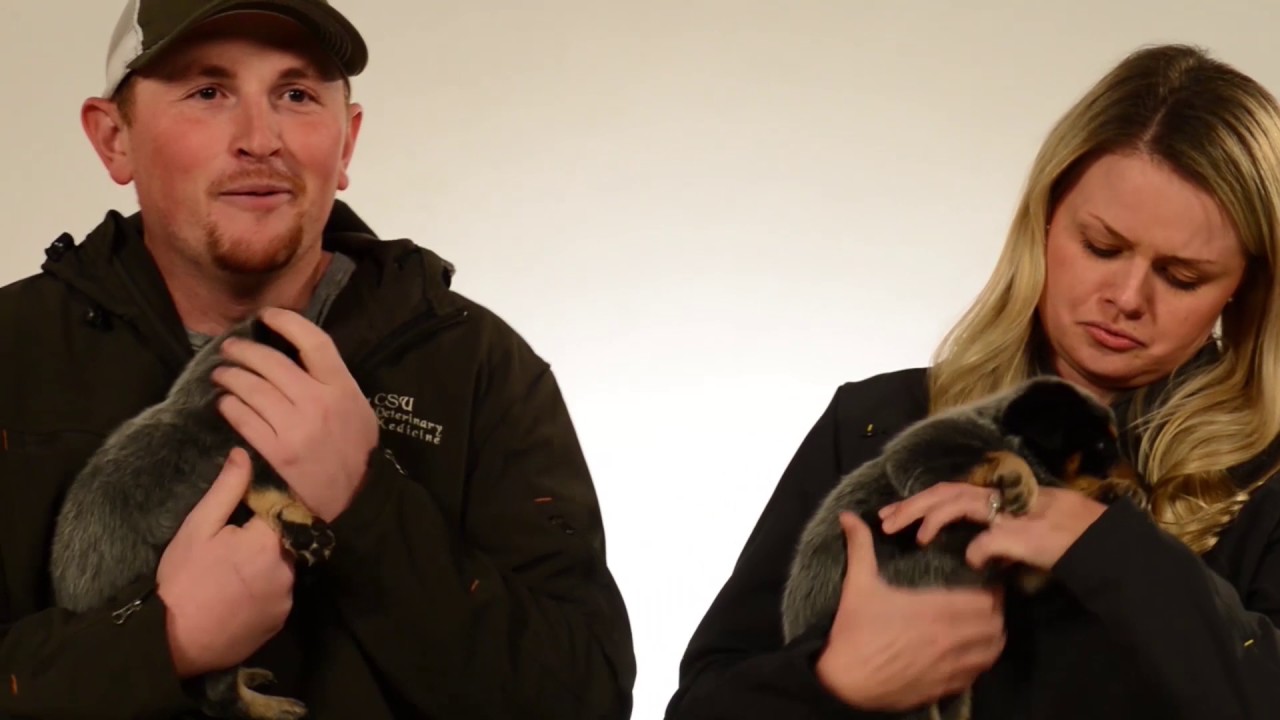 CSU Surprises Students and Professors with Puppies for Finals Week