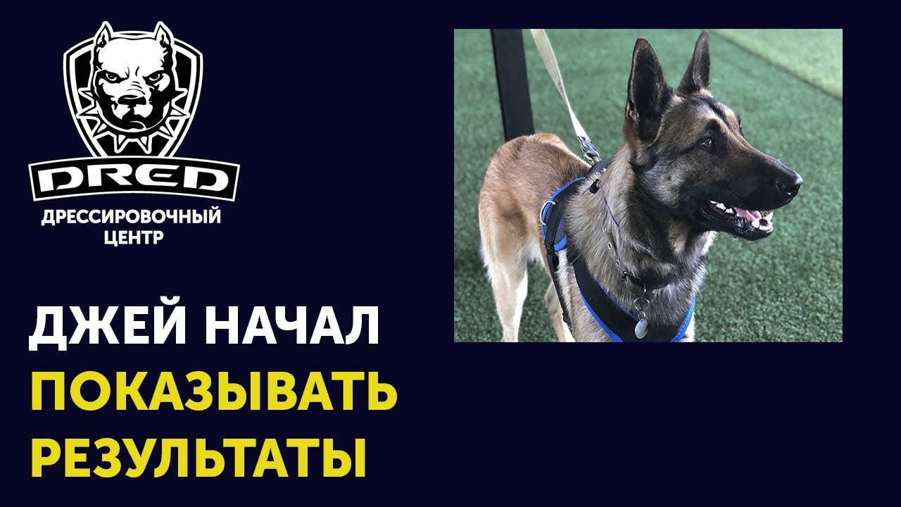 Овчарка на охрану | ЗКС | Результаты Джея | Малинуа начал кусаться | Школа для собак DRED