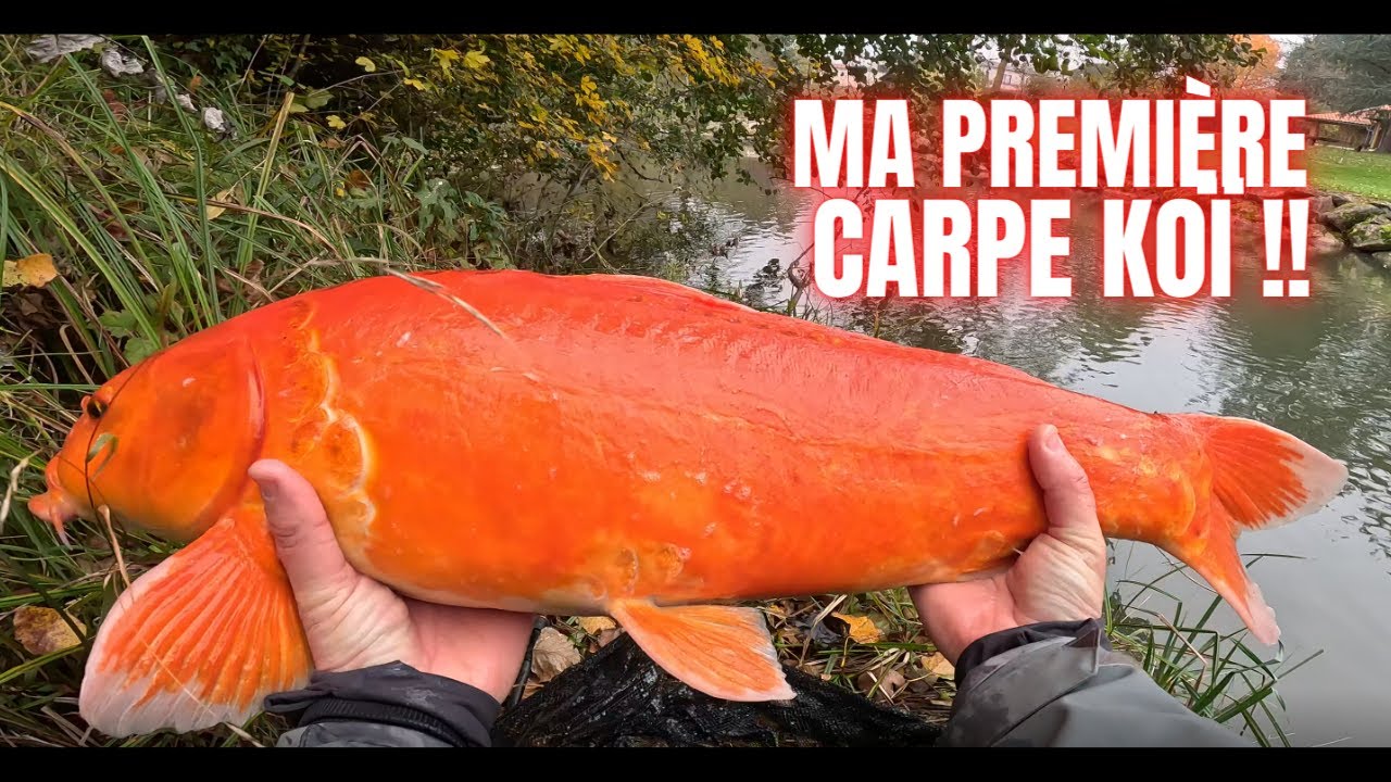 Je pêche un POISSON RARE dans cette rivière !! ( carpe koi )