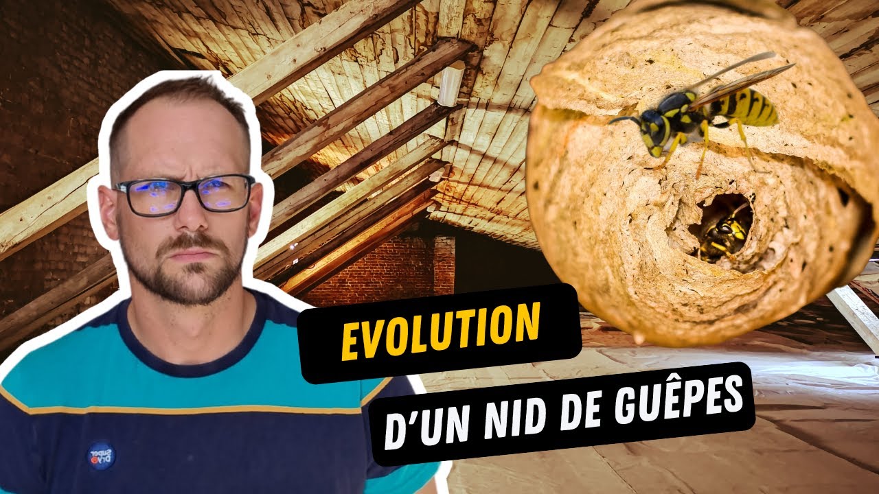Nid De Guepe Dans Les Combles