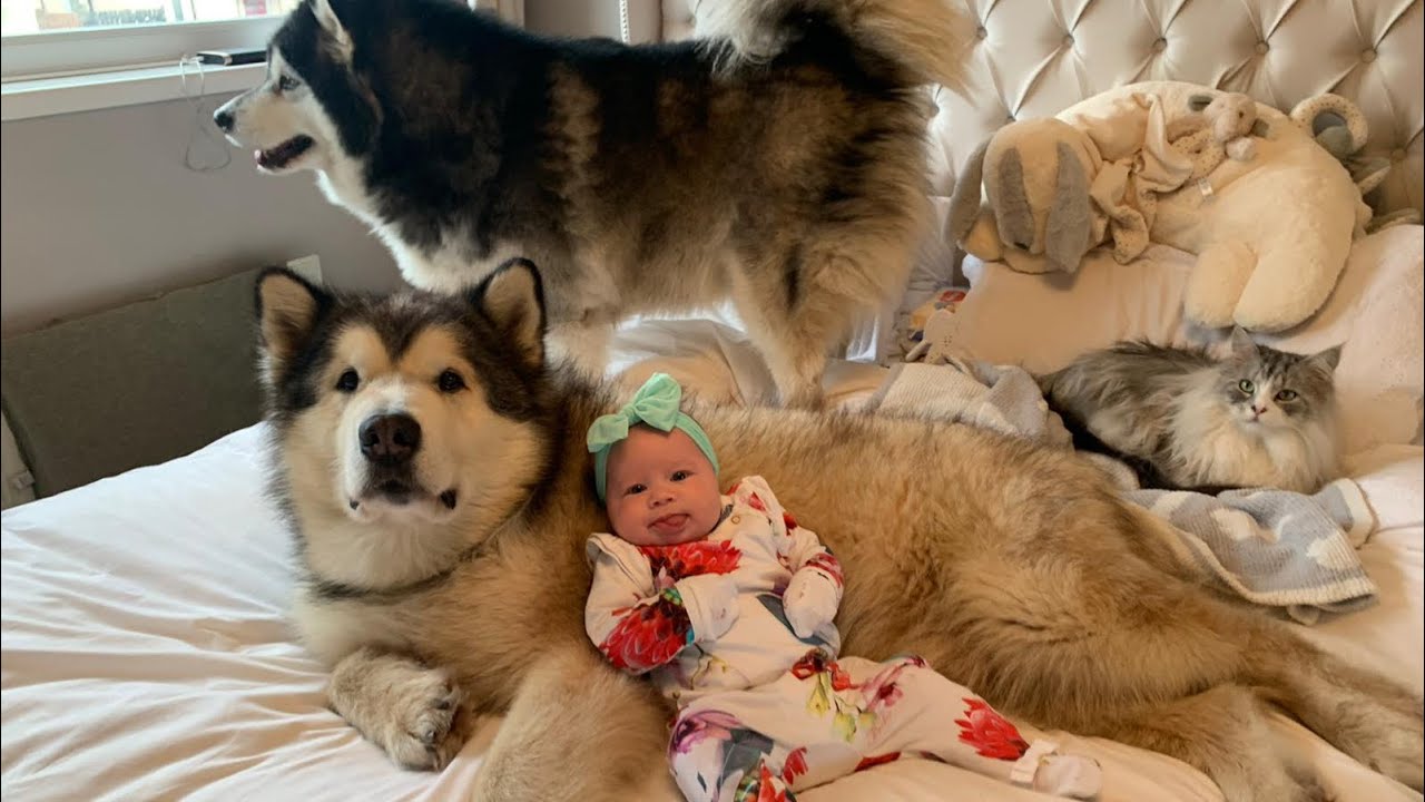 ARE ALASKAN MALAMUTES GOOD WITH CHILDREN? THE STORY OF OUR BABY AND MALAMUTE 3 MONTHS BOND