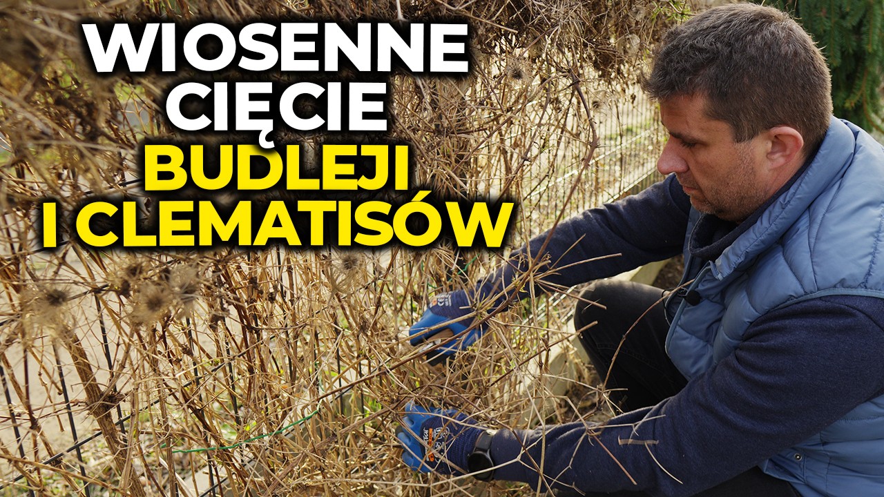 Wiosenne cięcie budleji. Jak ciąć powojniki żeby pięknie kwitły.
