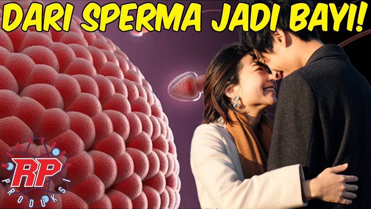 BEGINI LOH! PROSES PEMBUATAN ANAK DI DALAM PERUT IBU | DARI SPERMA HINGGA LAHIR