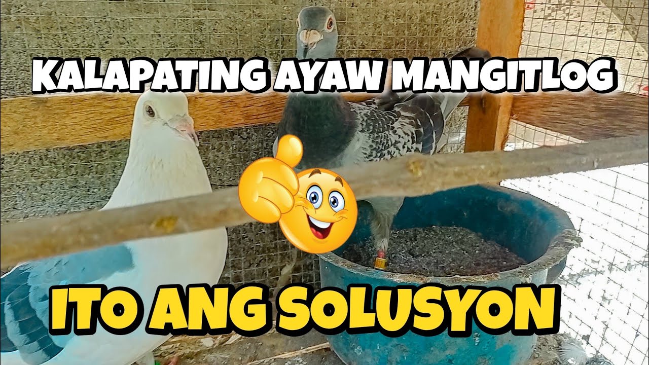 KALAPATING AYAW MANGITLOG