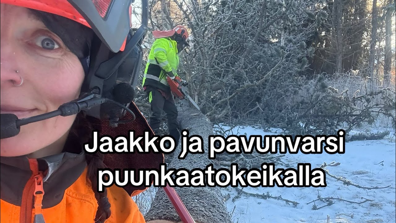 Metsurimuija ja Jaska puunkaatokeikalla 
