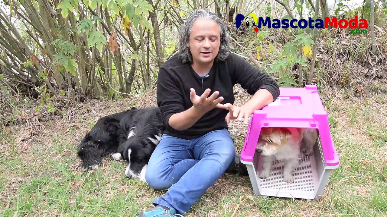 Cómo acostumbrar a un perro o gato al kennel o caja para viajar