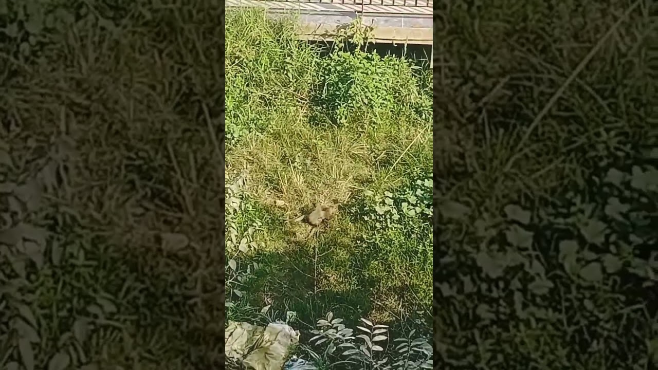 Footage of Mongoose Mating Behavior | Wildlife Observation #shorts