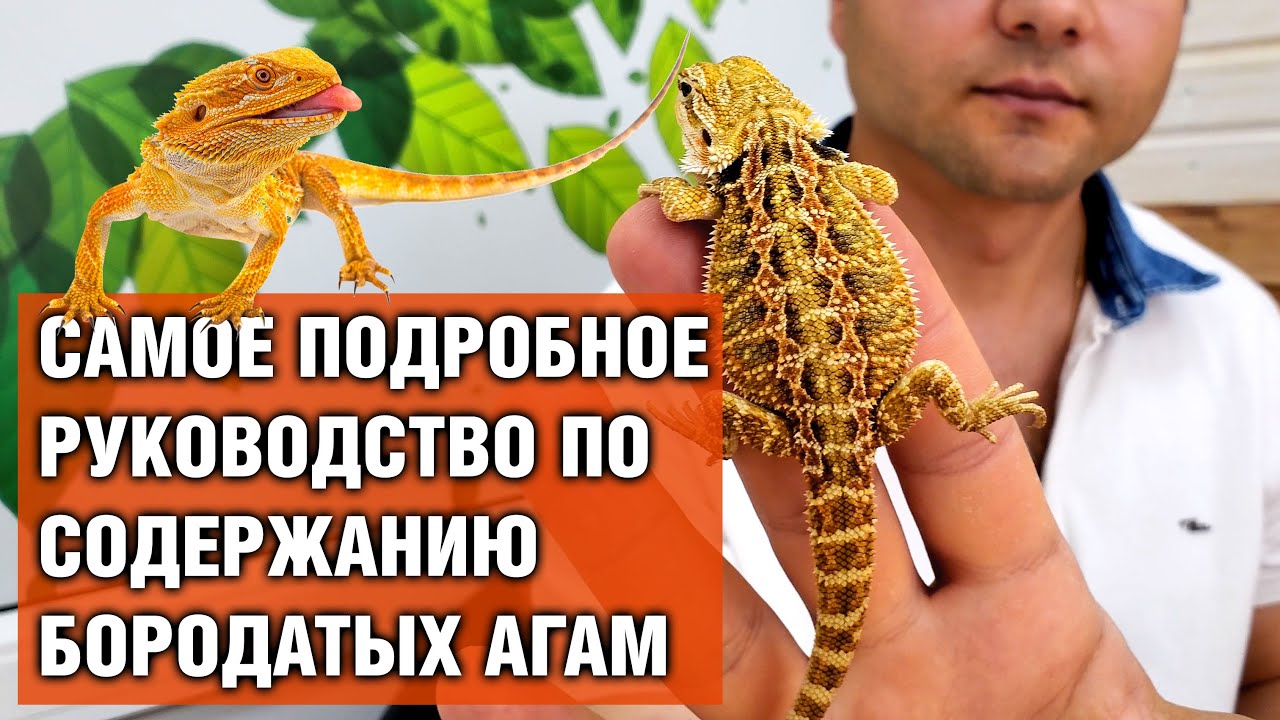 Бородатая агама &mdash; Содержание и уход в домашних условиях