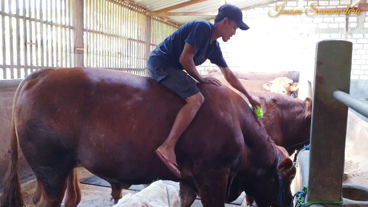 Naik Si ORIRE‼️ Sapi Limousine Terbesar Di Kandang Mas Martono