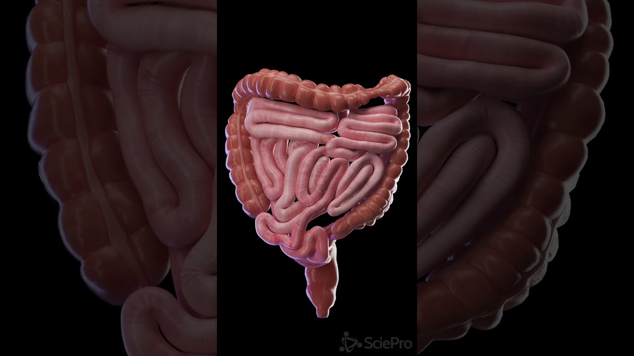 Perystaltyka jelita grubego w ruchu | Animacja 3D