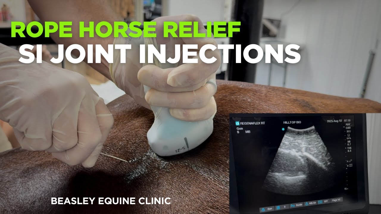 Injecting the SI Joints: Helping a Sore Rope Horse Perform Again