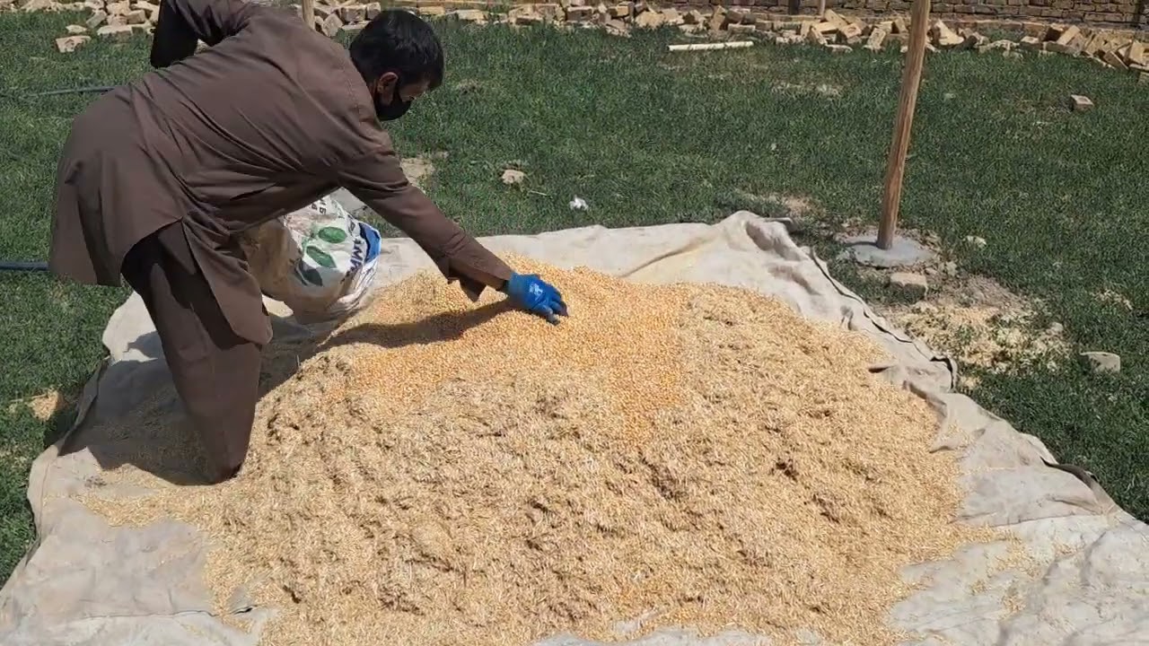 تهیه خوراک اقتصادی برای فارم