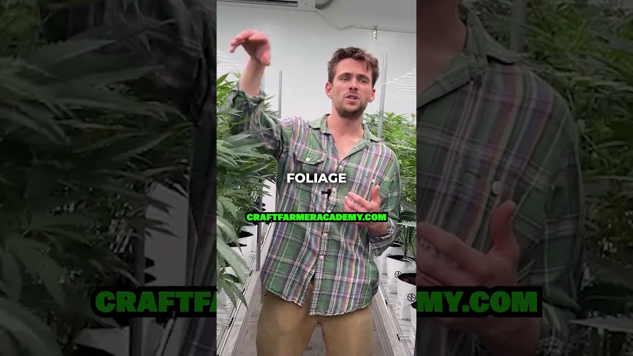 Как использовать CO2 в гроубоксе