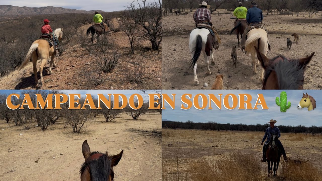 EN EL MONTE DE LOS PICOS 🌵🔥, BUSCANDO VACAS RECIEN PARIDAS PARA SEÑALAR LOS BECERROS 🐮🤠