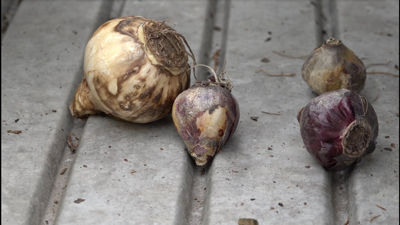 Hoe diep plant je je bloembollen?