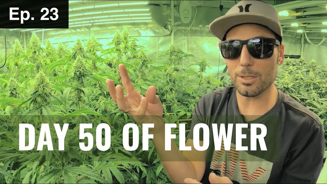 BuildASoil 10x10: Chatting about senescence, purple stems, and trichomes. Season 2, Episode 23
