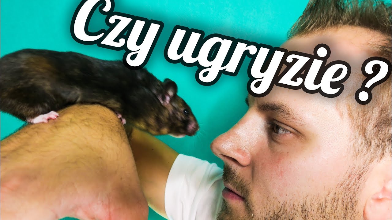 CIEKAWOSTKI O HODOWLI CHOMIKÓW W DOMU